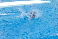 Thumbnail - Boys D - Clemens - Прыжки в воду - 2022 - Österr. Staatsmeisterschaft - Participants - Boys 03049_07892.jpg
