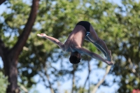 Thumbnail - Matthew Hibbert - Diving Sports - 2023 - Roma Junior Diving Cup - Participants - Boys A 03064_04807.jpg