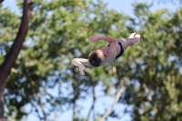 Thumbnail - Simone Conte - Wasserspringen - 2023 - Roma Junior Diving Cup - Teilnehmer - Boys A 03064_04846.jpg